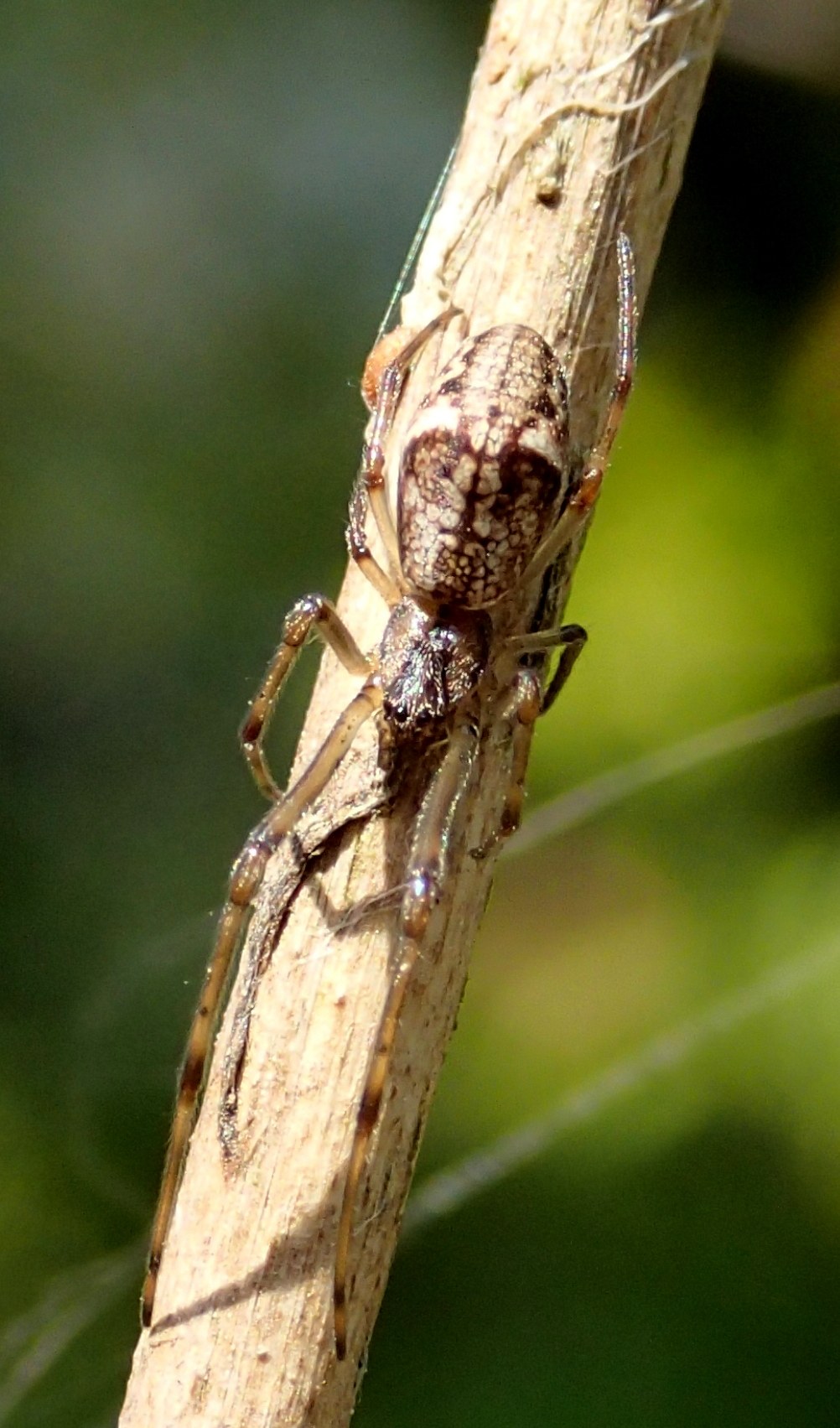 Tetragnatha sp. e Theridiidae - Lughignano (TV)